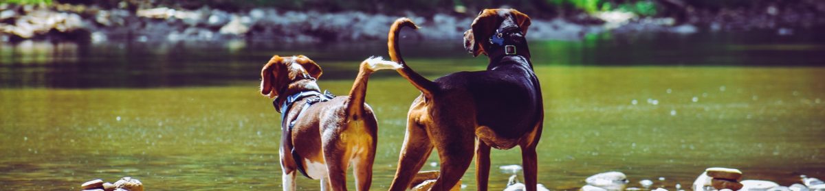 Perfect Partnerships Dog Training